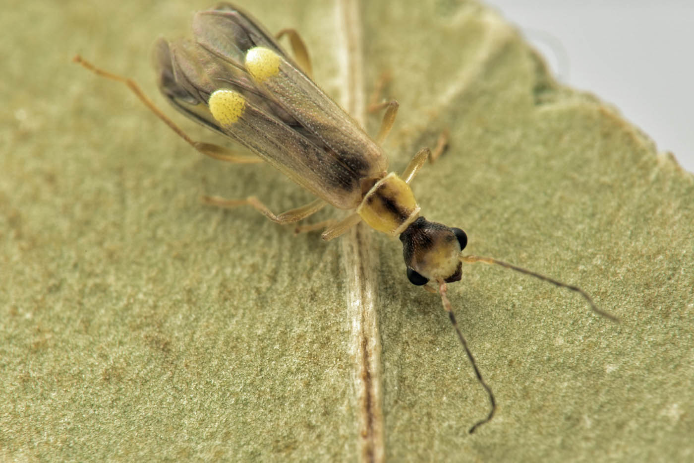 Cantharidae: Malthinus da id.